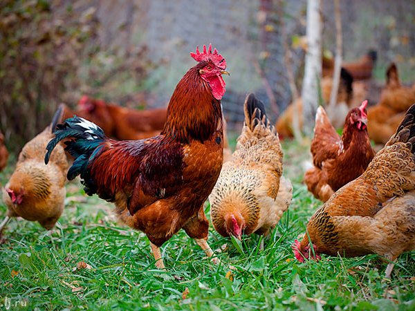 Породы куриц | ЗооТом - продажа, вязка и услуги для животных в Островном