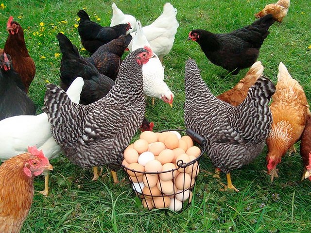 Содержание кур и уход за ними | ЗооТом - продажа, вязка и услуги для животных в Островном