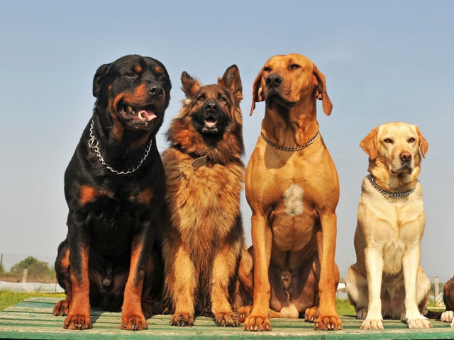 Крупные породы собак в Островном | ЗооТом портал о животных