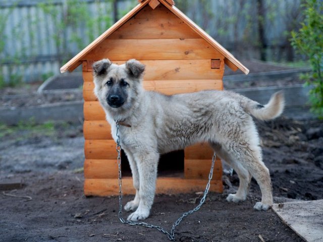 Все о собаках в Островном